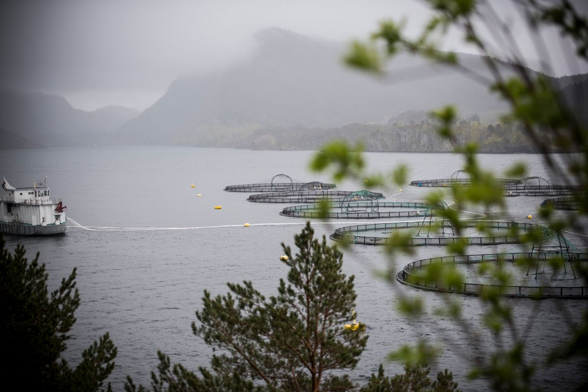 Her i Førdefjorden har Nordic Mining fått tillatelse til å dumpe avfall fra gruvedrift. Arkivfoto: Lisa Rypeng