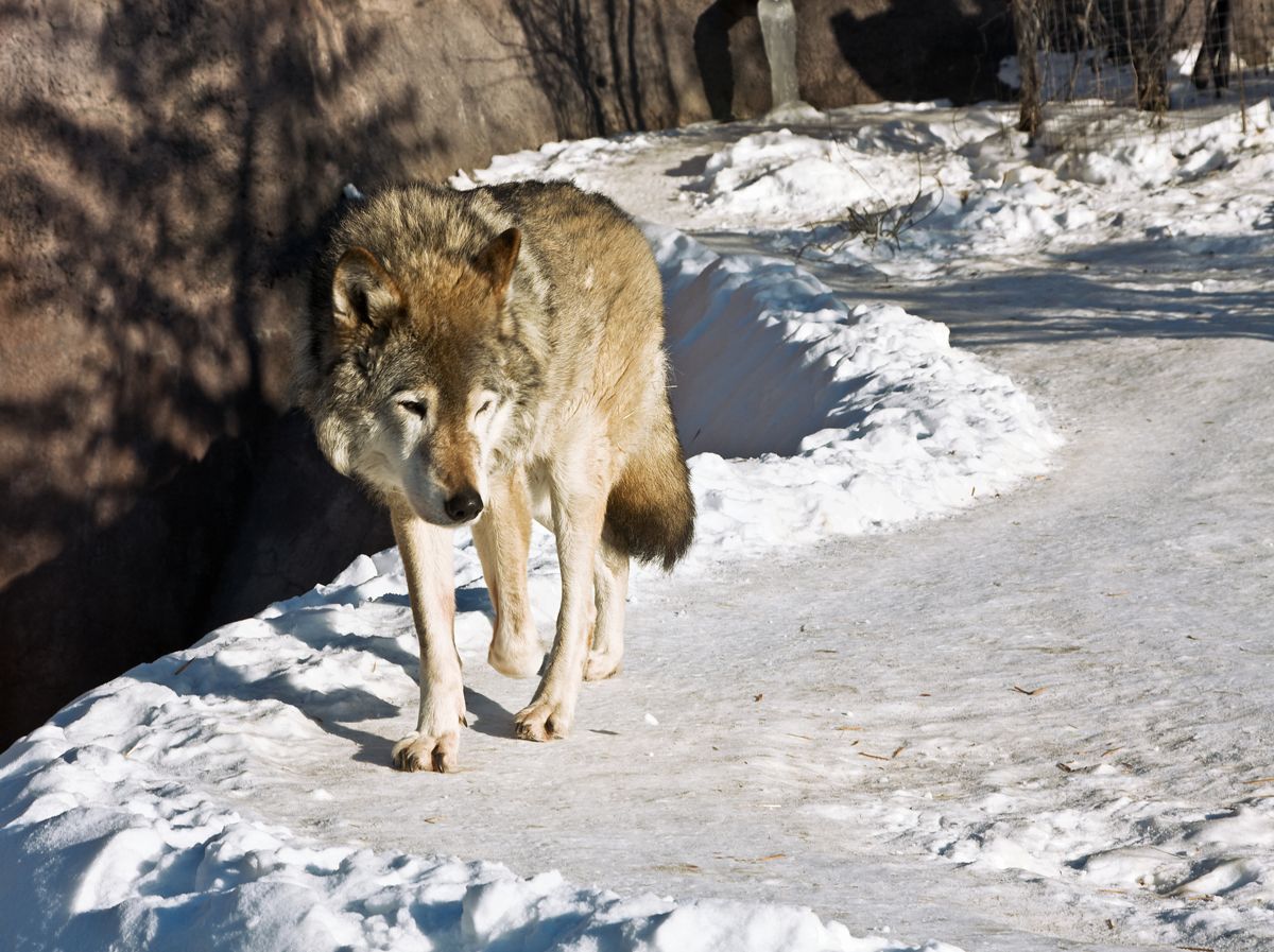 Få kommuner ønsker ulven velkommen. Her på trygg avstand; i Ungarn. Illustrasjonsfoto: Colourbox