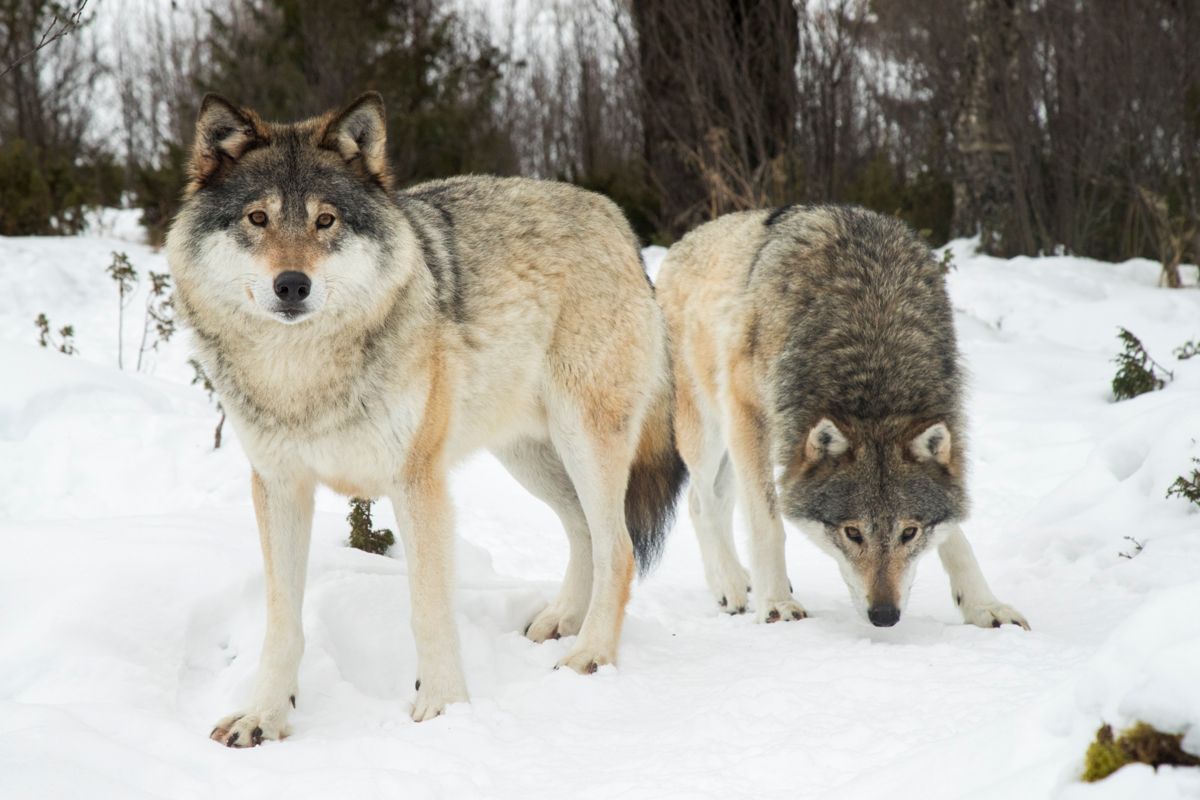 – Stammer ulven fra en garasje i Latvia? Eller er den en del av en ulvestamme vi er forpliktet til å ta vare på, spør ordfører Erik Sletten (SP) i Trysil. Bildet er tatt i ulveparken på Langedrag i buskerud. Arkivfoto: Heiko Junge / NTB scanpix