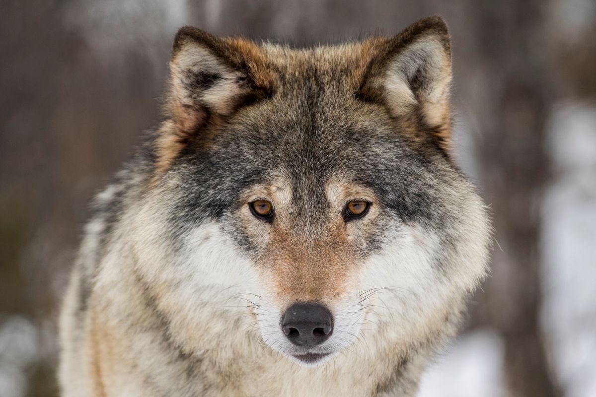 Kommuner med ulv får mer penger i revidert nasjonalbudsjett. Foto: Heiko Junge, NTB Scanpix