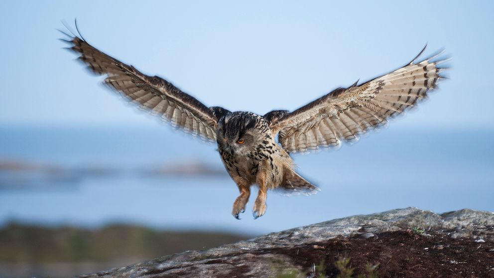 Vindkraft utgjør en alvorlig trussel mot verdens største ugle, hubroen, gjennom tap av leveområder og strømoverslag etter kollisjon med kraftlinjer. Foto: Roy Mangersnes, Samfoto/NTB scanpix