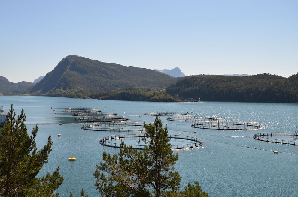 En politikk som sikrer en miljøvennlig produksjon av sunn fisk må være hovedmålet med en «lakseskatt», skriver Berit Almendingen. Illustrasjonsfoto: Britt Glosvik