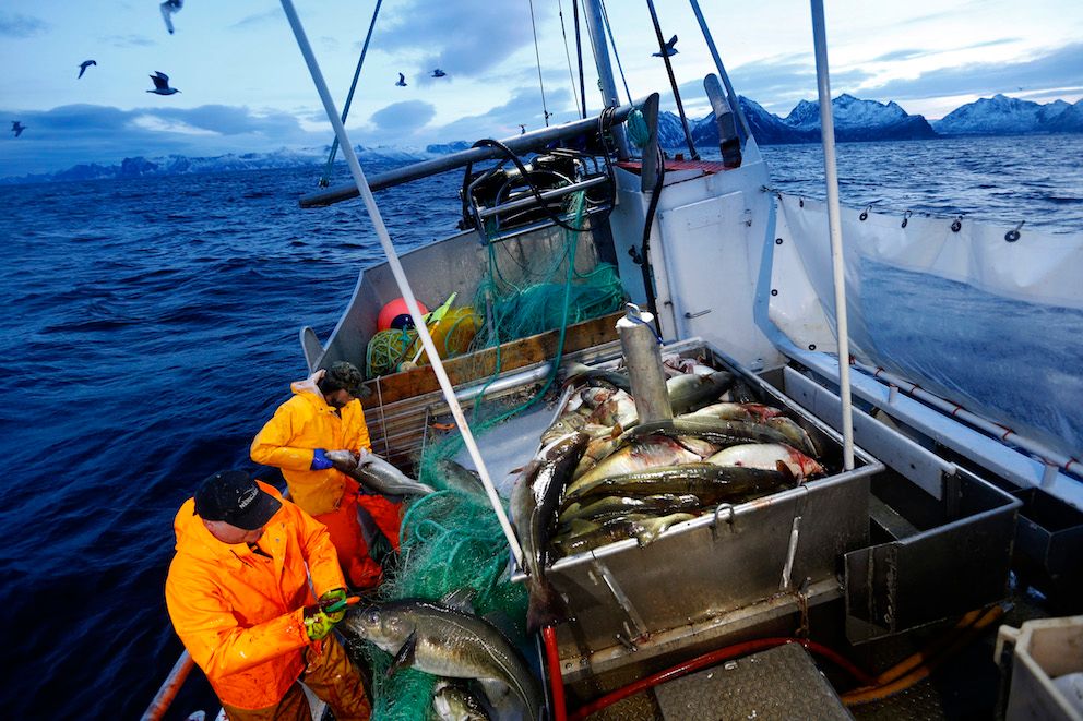 Betydningen av lofotfisket er dessverre altfor lite kommunisert, skriver Aase Refsnes, og viser at det kommer et opplevelsessenter som skal vise fiskerienes betydning. Foto: Cornelius Poppe, NTB scanpix