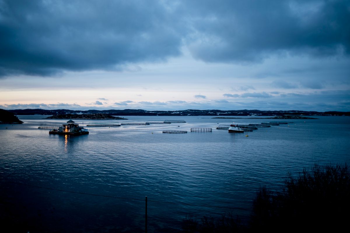 Forslaget om havbruksskatt skremte oppdrettsselskaper vekk fra årets auksjon av oppdrettstillatelser, mener Nettverk fjord- og kystkommuner (NFKK).