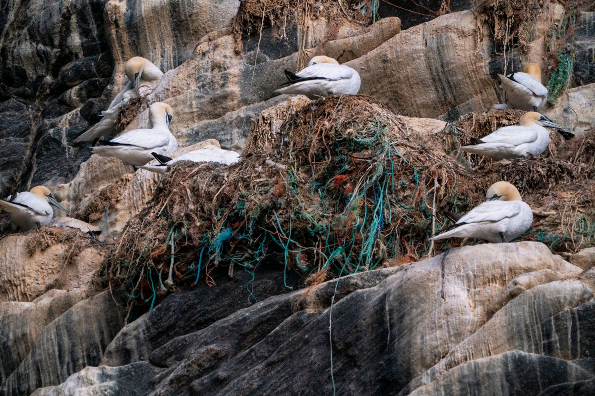 Havsuler har sine reir i fiskegarn av plast på fuglefjellet på Runde. Selv om mange kommune støtter formålet om å bekjempe plast i havet som er årets tema i TV-aksjonen, vil de ikke støtte Verdens Naturfond (WWF) ettersom de også er uenige i organisasjonens rovdyrpolitikk.