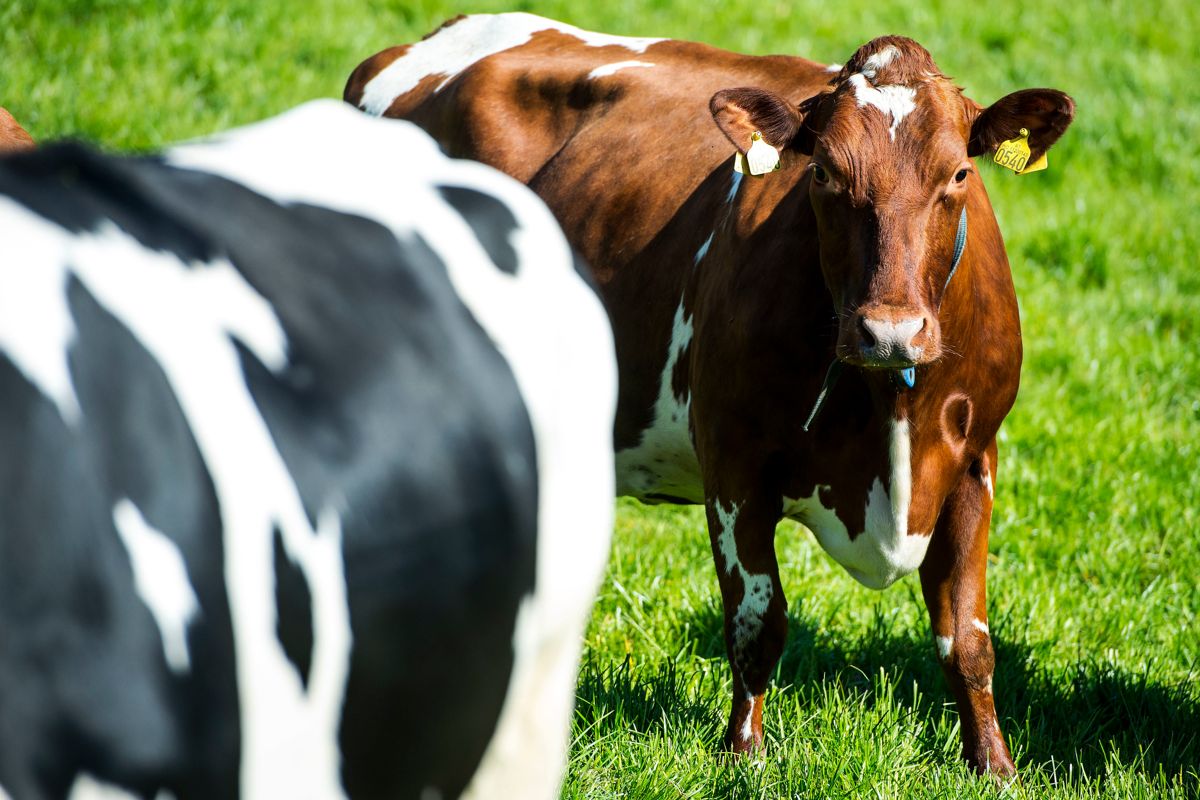 Kuene på Jæren skal i framtida produsere mer enn melk og kjøtt. Gjødsla fra husdyrene skal også brukes.