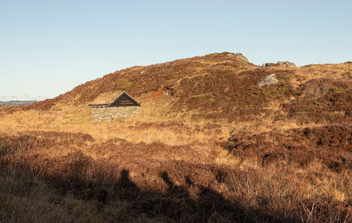 Røsslyng finnes langs hele kysten. På øya Lygra i Lindås forsker biologer på hva som skjer med lyngheiene langs kysten når klimaet endrer seg raskt. – Kystlynghei er viktig her hos oss, vi har mye av det, og det er viktig at alle verdsetter den, mener ordfører i Hvaler, Mona Vauger (Ap).