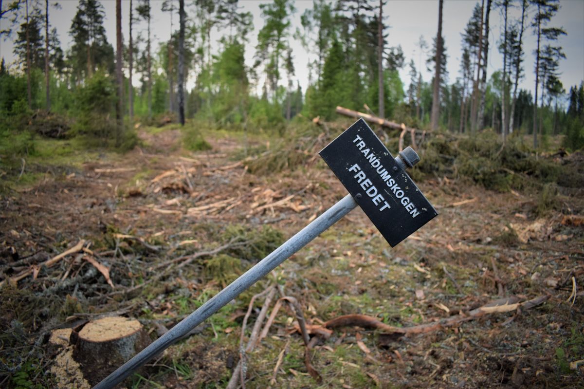I Trandumskogen ble 194 mennesker henrettet av tyskerne under krigen og lagt i massegraver. Stedet er fredet og utgjør et av landets viktigste krigsminnesmerker. Slik har Forsvarsbygg behandlet området.