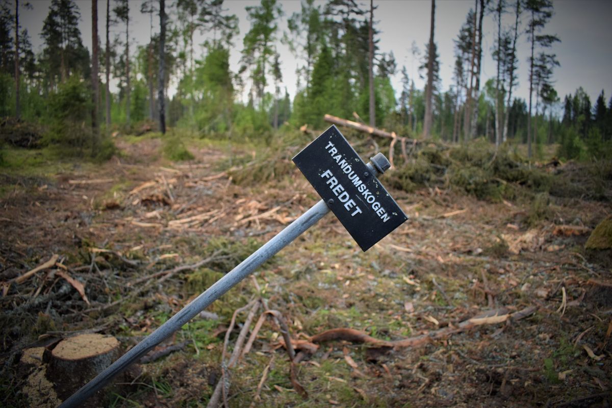 Slik så det fredede krigsminnesmerket på Trandumskogen i Ullensaker ut etter at Forsvarsbygg hadde fjernet 1.500 trær.
