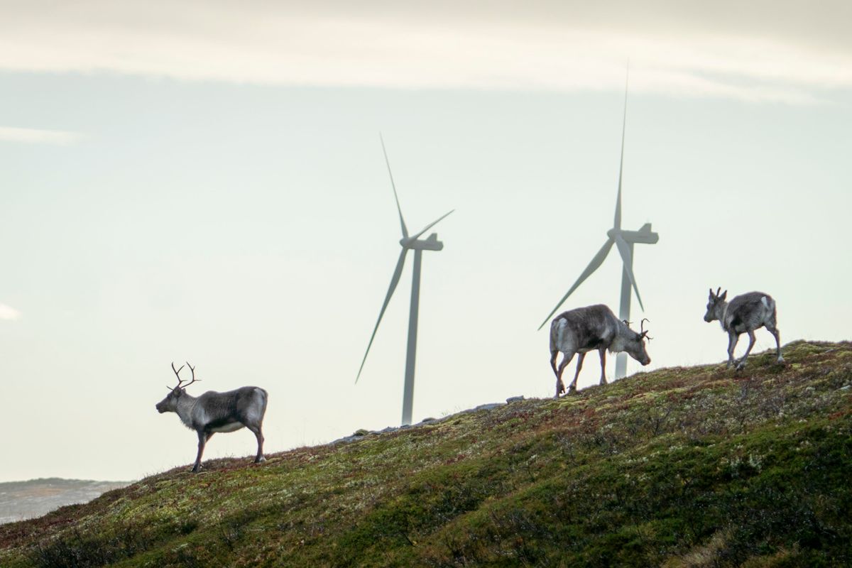 Storheia vindpark er den største av vindparkene til Fosen Vind, og den andre av vindparkene som ble bygget. Da den ble overført til ordinær drift i februar 2020 var den Norges største med 80 turbiner og en installert effekt på 288 MW.
