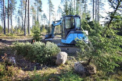 Forsvarsbygg har startet reetableringen av krigsminnesmerket Trandumskogen i Ullensaker kommune.