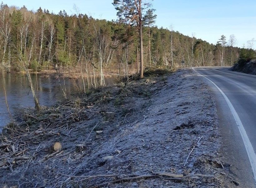 Området mellom Larkollveien og Botntjernet er en del av Vardåsen naturreservat. Dette bildet fra november 2020 viser hvordan området så ut etter hogsten.