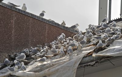 Opp mot 800 krykkjer skapte leven og griseri i Hammerfest i fjor. Nå har kommunen iverksatt nye tiltak for å forsøke å holde dem unna hustakene i sentrum av byen.