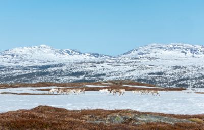 Seks av ti nasjonale villreinområder i dårlig stand, ifølge en ny rapport. Her ser vi villrein i Meråker med Litkjøln og Rundfjellet bak.