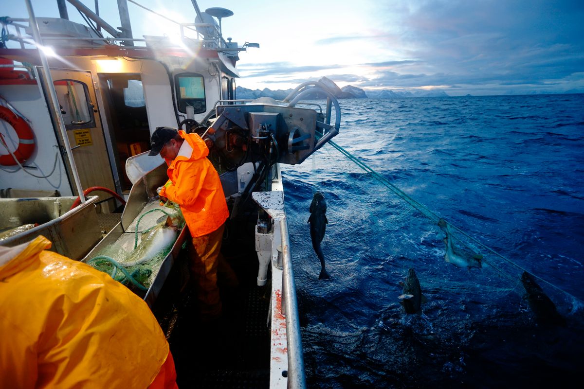 De kommunale prosjektene skal legger til rette for at ungdom mellom 12 og 25 år i sommer kan høste erfaringer fra fiskeryrket.