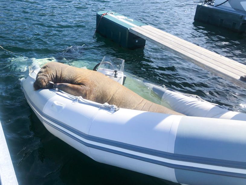 Lørdag la hvalrossen Freya seg til å sove i en rib i Kragerø.