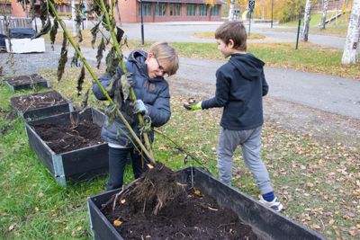 Henrik Kullmann i fjerdeklasse drar ivrig opp jordskokk i skolehagen på Vardåsen skole.