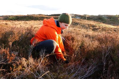 På øya Lygra i Alver kommune forsker biolog Siri Vatsø Haugum på hva som skjer med lyngheiene langs kysten når klimaet endrer seg raskt.