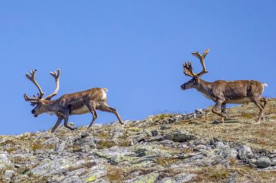 Her er to av de rundt 22.000 gjenlevende ville reinsdyra i Europa ved toppen av Gråhøa i Sødorpfjellet i Gudbrandsdalen.