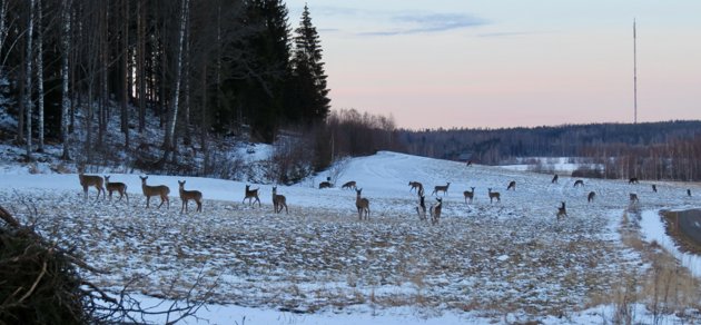 Göran Karlsson fick syn på ett stort antal vitsvanshjortar och rådjur på en åker nära Pojo kyrkby den 18 mars.