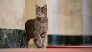Katten Willow är den enda av presidentparets husdjur som fortfarande bor i Vita huset. Arkivbild.