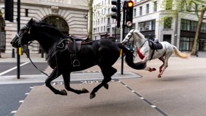 Två av hästarna som sprang genom London.