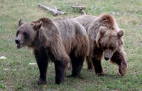 Två helt andra brunbjörnar, i tyska Stuer 2023.