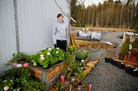 Cassandra Wikström har flyttat sin handelsträdgård till Stadshagen.
