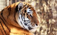 Amurtiger