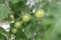 Det börjar vara dags att så tomatfröer om man ska hinna få tomater i sommar. Alternativt kan man köpa färdiga plantor med karter. Då vinner man flera månader och slipper en hel del jobb.