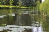 Vårdfiskeprojektet har positiv inverkan på hela Sjundeå å.
