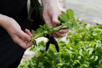 Sysslolös? Då kan du ordna ett talko för att bekämpa vresrosen, som är olaglig att odla från och med juni i år.