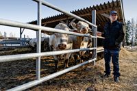 Aarne Schildt presenterar avelstjurar av rasen Charolais på Bosgård i Borgå.