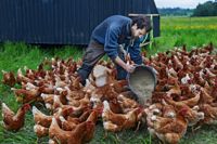Pieter-Jan Van Damme matar de 350 hönsen Tuiskulan tytöt.