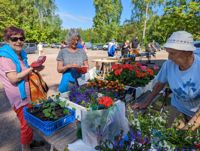Maj Korlin säljer plantor för 37:e året på Sarvsalö sommartorg. Sommargästerna Riitta Rankanen och Kirsi Sarajärvi hittar blommor, honung och fisk på torget.