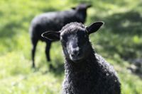 Nya Zeeland kan bli först i världen med skatt på rapar från får och andra idisslare. Arkivbild.