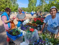 Sommargästerna Riitta Rankanen och Kirsi Sarajärvi köper blommor av Maj Korlin , som är med för 37:e året på Sarvsalö sommartorg.