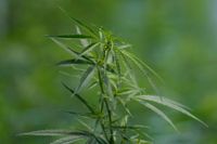 Ett lagförslag om att legalisera försäljning av cannabis i Tyskland kan komma att läggas fram senare i år. Arkivbild.
