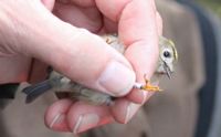 En person som var involverad i att ringmärka fåglar i Lovisa omkom i en olycka i helgen.