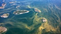 Risken för algblomning på den nyländska kusten är betydande i sommar, meddelar Finlands miljöcentral.