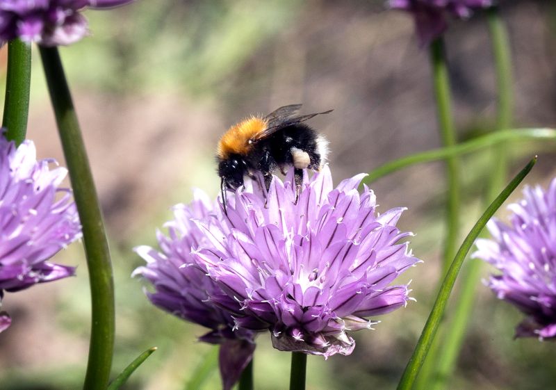 Yrvakna pollinerare behöver blommande blommor också tidigt på våren, säger Hanne Valtari.