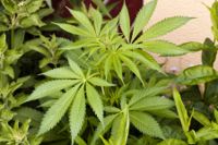 Att stjäla el från grannen och odla cannabis kan leda till att hyresavtalet sägs upp, konstaterade Vasa hovrätt i maj. Om det rör sig om några cannabisplantor kan hyresgästen däremot klara sig med en varning.