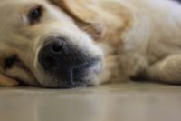 Också större hundar kan skickas till obduktion i ett paket. Hunden på bilden lever och har hälsan.
