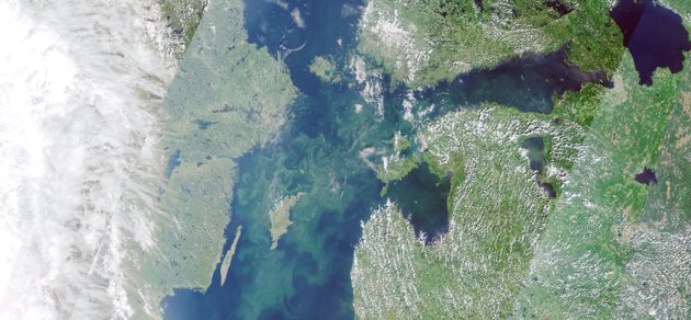 Algblomning på Östersjön 27.6.2022.