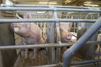Den nya lagen ska förbättra grisarnas välbefinnande. 