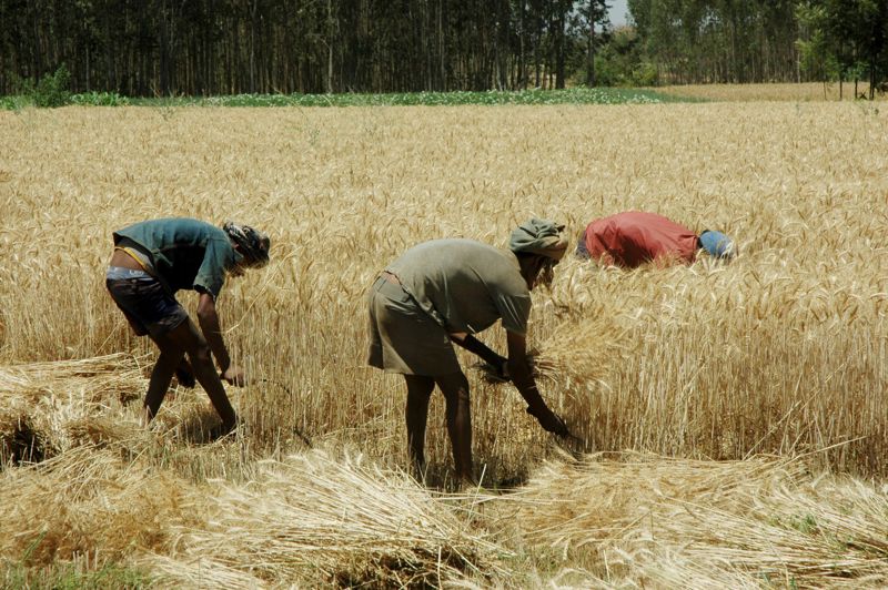 Sädesodlingen i norra Afrika kämpar inte bara med brist på aretsredskap och teknik. Klimatförändringar och pandemi har skapat en global livsmedelskris som riskerar att förvärras ytterligare av kriget i Ukraina.