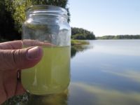 Är det cyanobakterier? Ett trick för att ta reda på saken är att fylla ett vattenkärl och vänta en timme. Om det är cyanobakterier stiger de till ytan som grönaktiga korn.