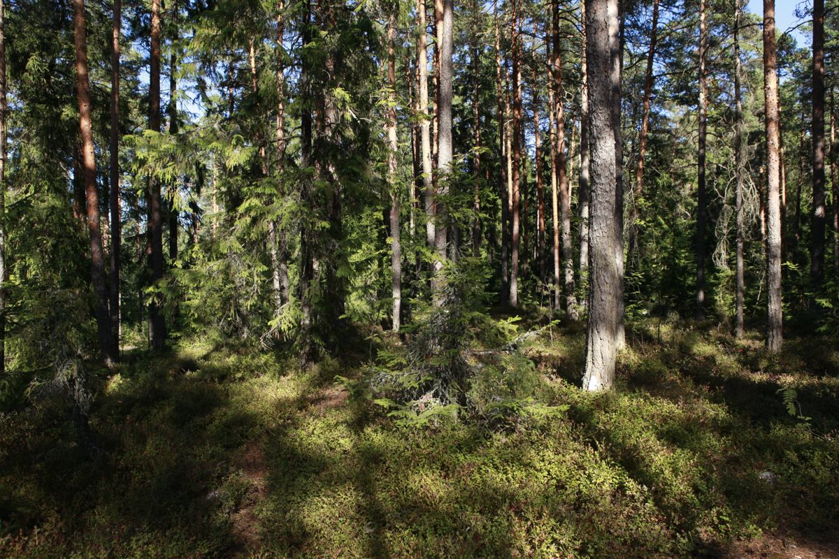 Skogen är bra för kropp och själ.