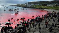 Blodet från grindvalsjakt på Färöarna färgar havet rött. Arkivbild.