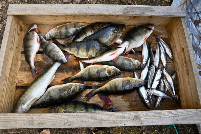 Abborre, gädda och strömming. Arkivbild.